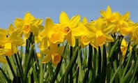 Happy St David's Day
