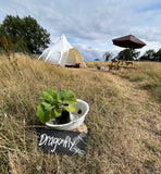 Come and Stay in our Off Grid Luxury Lotus Bell Tents