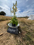 Come and Stay in our Off Grid Luxury Lotus Bell Tents