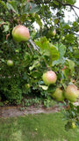 Lord Lambourne's Scrumpy Butter with Calvados - Great Taste Award - The Preservation Society 